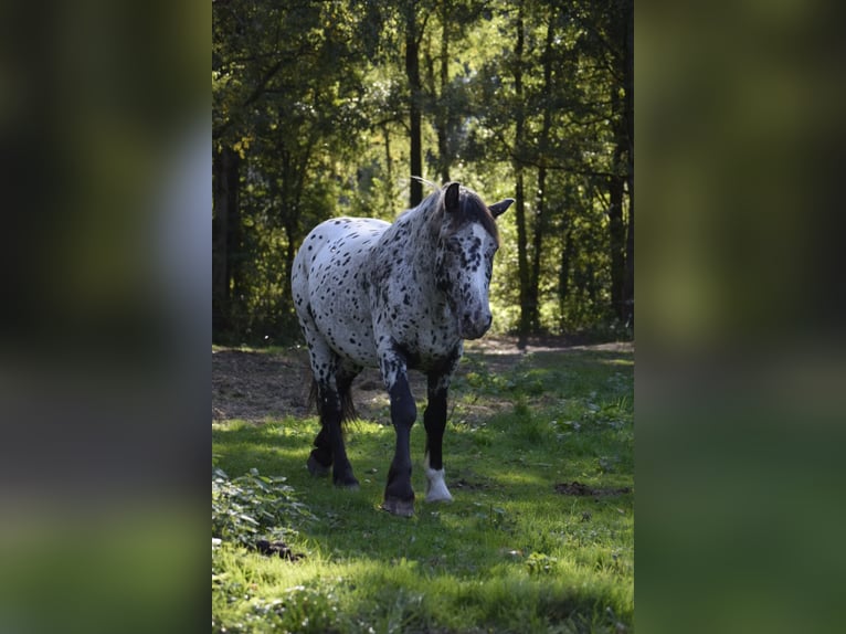 Tinker Mestizo Yegua 8 años 148 cm Negro in Heiligengrabe