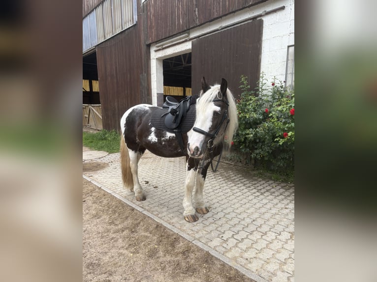 Tinker Yegua 8 años 153 cm Pío in SaarlouisSaarlouis