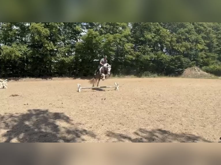 Tinker Yegua 8 años 153 cm Pío in SaarlouisSaarlouis