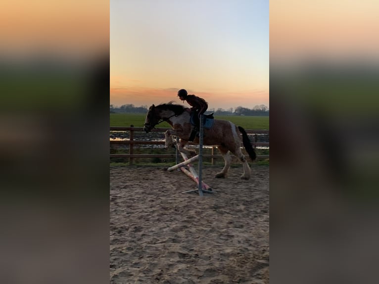 Tinker Mestizo Yegua 8 años 158 cm Bayo in Ruinen