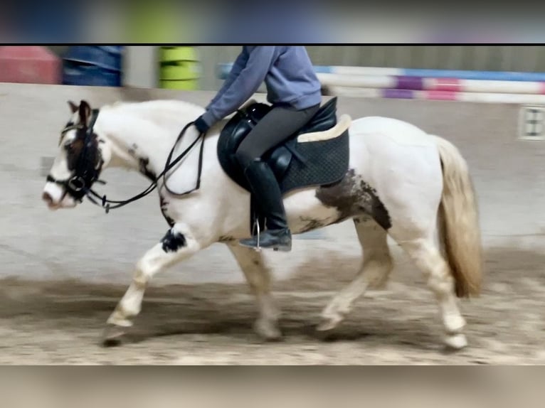 Tinker Yegua 9 años 135 cm Pío in Würzburg