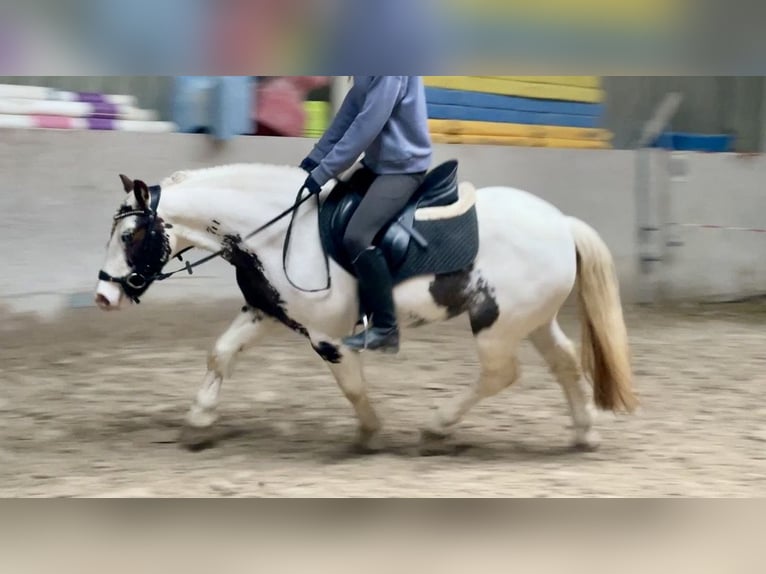 Tinker Yegua 9 años 135 cm Pío in Würzburg