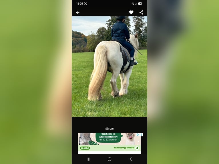 Tinker Yegua 9 años 137 cm Pío in Willmars