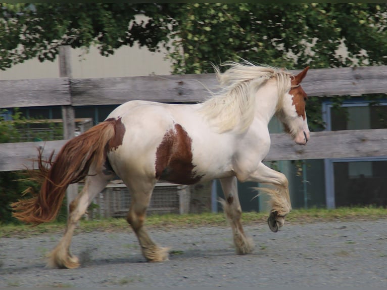 Tinker Yegua 9 años 140 cm Pío in Pleystein