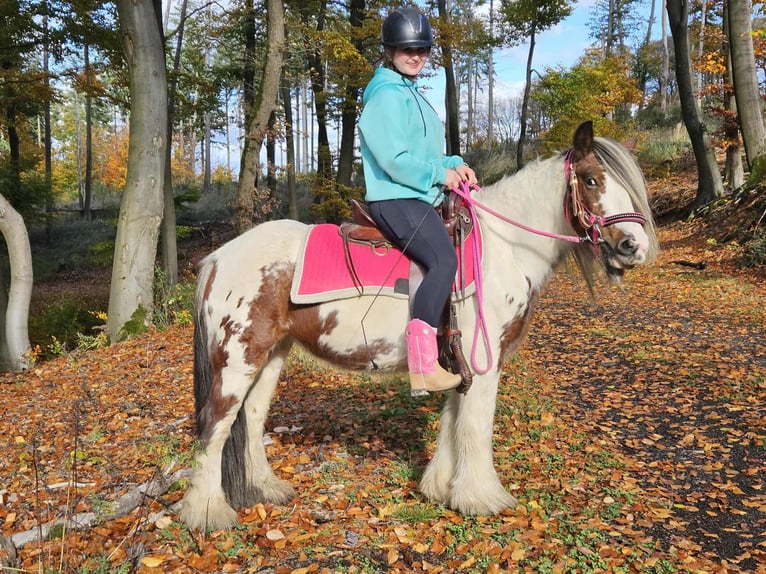 Tinker Yegua 9 años 144 cm Pío in Linkenbach Tinker Yegua 9 años 144 cm Pío in Linkenbach