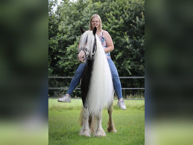 Tinker Yegua 9 años 148 cm Pío in Apeldoorn