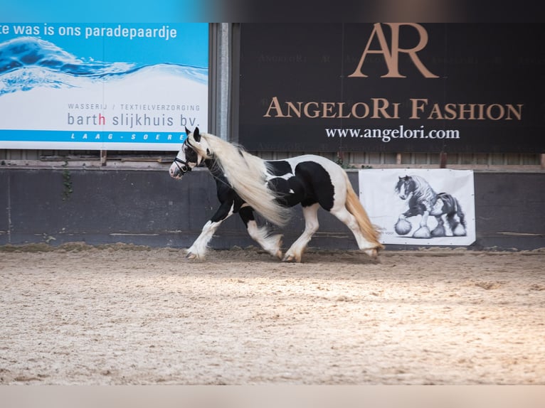 Tinker Yegua 9 años 148 cm Pío in Apeldoorn