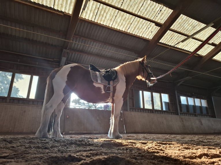 Tinker Yegua 9 años 150 cm Pío in Pichl bei wels