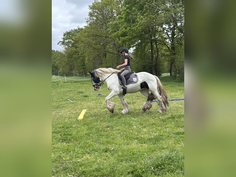 Tinker Yegua 9 años 157 cm Pío in Westoverledingen