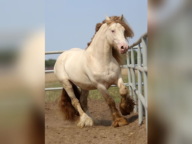 Tinker Yegua Potro (01/2026) Palomino in Strykow
