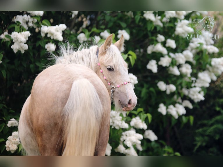 Tinker Yegua Potro (01/2026) Palomino in Strykow