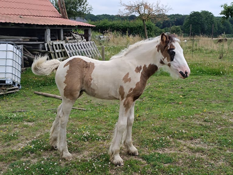 Tinker Yegua Potro (05/2024) Sabino in Geetbets