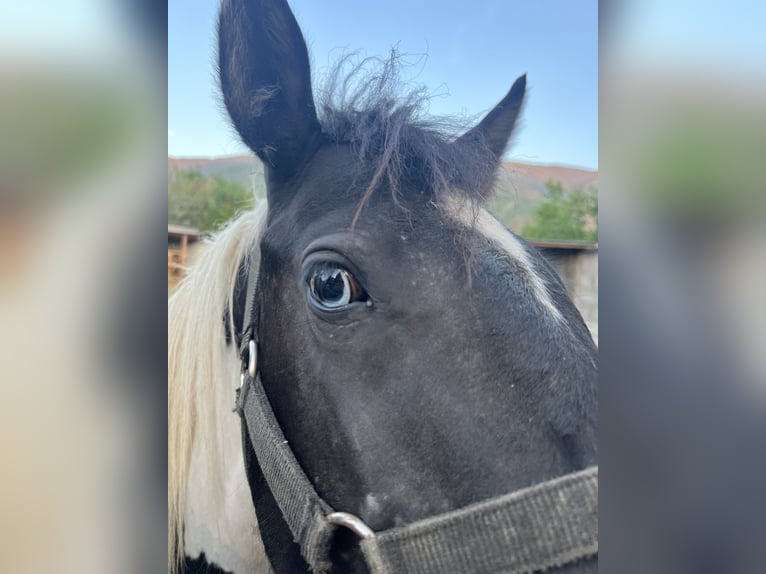 Tinkerhäst Blandning Hingst 1 år 120 cm Pinto in Tetovo