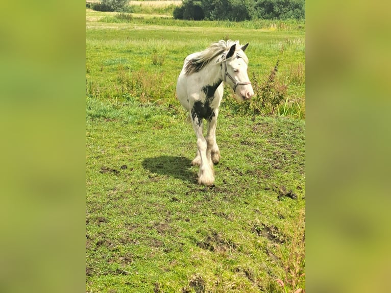 Tinkerhäst Hingst 1 år 145 cm Overo-skäck-alla-färger in Egmond aan Zee