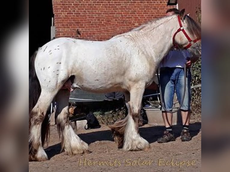 Tinkerhäst Hingst 1 år 148 cm Brun in Calden