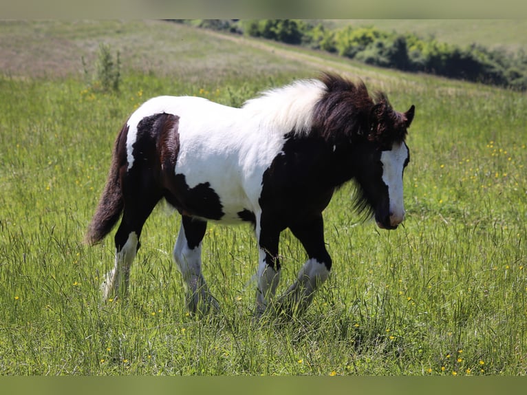 Tinkerhäst Hingst 1 år 151 cm Sabino in grandpre