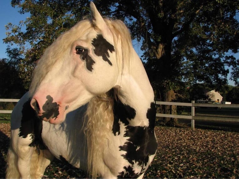 Tinkerhäst Hingst 20 år 163 cm in Allentown, NJ
