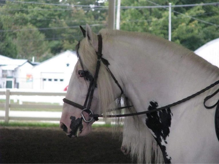 Tinkerhäst Hingst 20 år 163 cm in Allentown, NJ