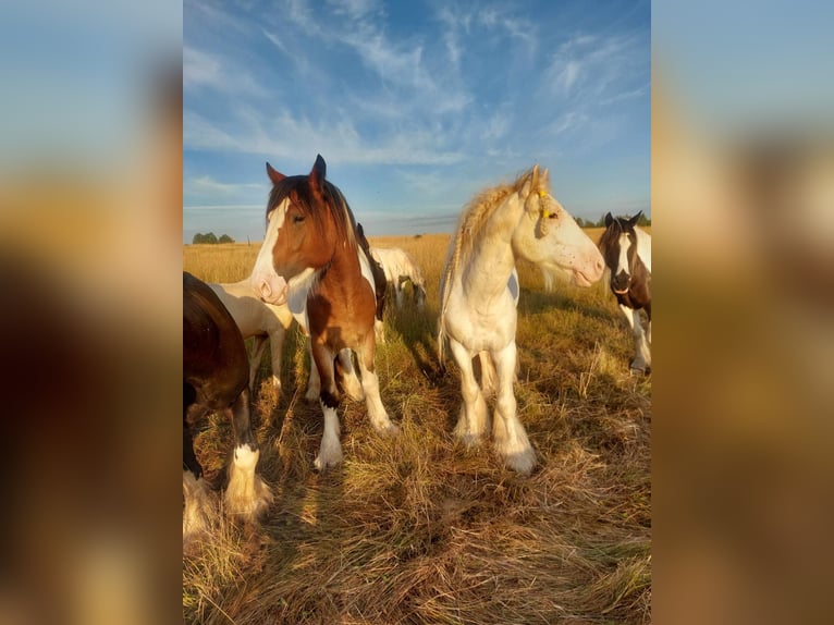 Tinkerhäst Blandning Hingst 3 år 160 cm Brun in Klecza Wleń