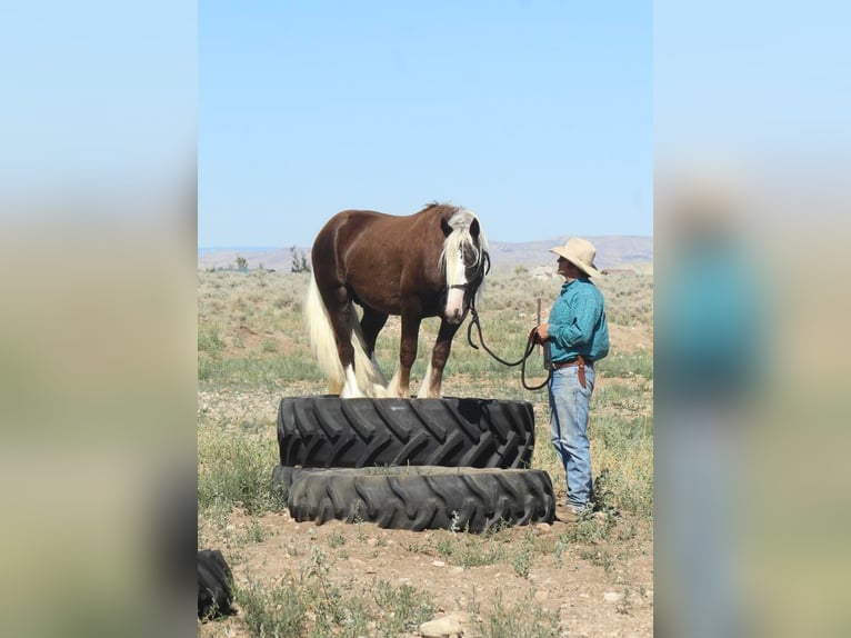 Tinkerhäst Hingst 4 år 147 cm in Cody, WY