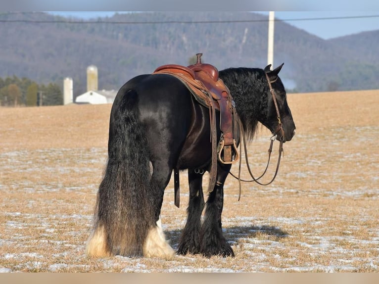 Tinkerhäst Hingst 6 år 145 cm Svart in Rebersburg, PA