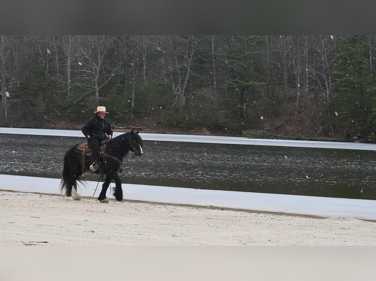 Tinkerhäst Hingst 6 år 145 cm Svart in Rebersburg, PA