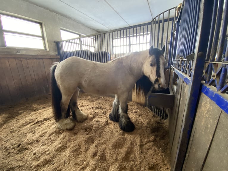 Tinkerhäst Hingst 8 år 133 cm Gulbrun in Strad