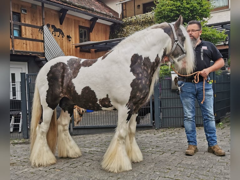 Tinkerhäst Hingst 8 år 148 cm Tobiano-skäck-alla-färger in Biedenkopf
