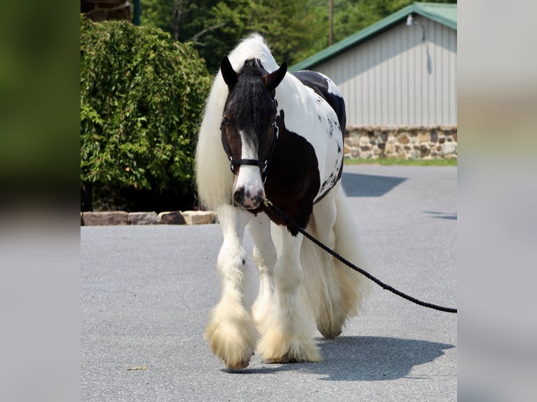 Tinkerhäst Hingst 8 år 152 cm in Millerstown