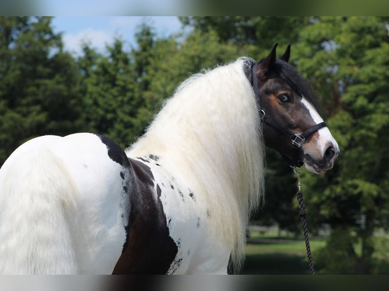 Tinkerhäst Hingst 8 år 152 cm in Millerstown