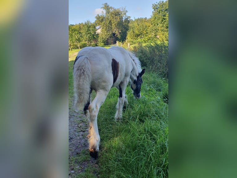 Tinkerhäst Hingst Föl (01/2024) 137 cm Pinto in Rohrberg