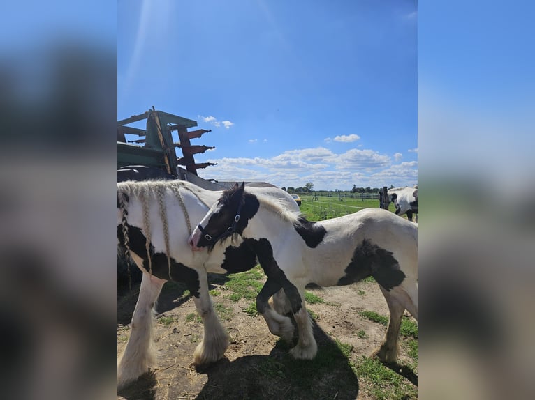 Tinkerhäst Hingst Föl (04/2024) Pinto in Buk