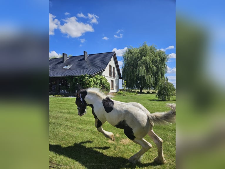 Tinkerhäst Hingst Föl (04/2024) Pinto in Buk