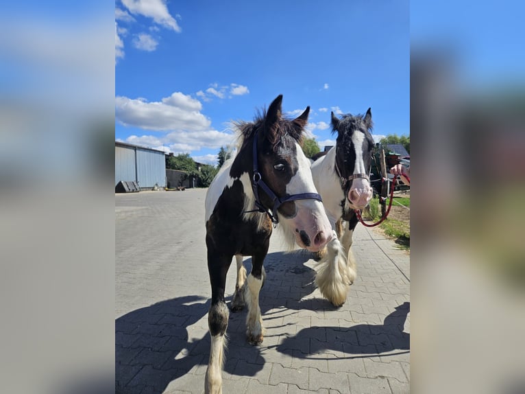 Tinkerhäst Hingst Föl (04/2024) Pinto in Buk