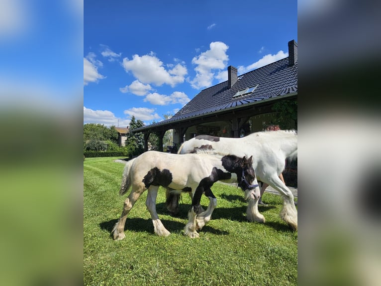 Tinkerhäst Hingst Föl (04/2024) Pinto in Buk