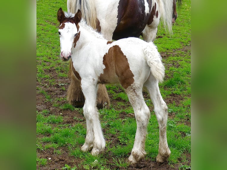 Tinkerhäst Hingst Föl (01/2024) Tobiano-skäck-alla-färger in Villers en Arthies