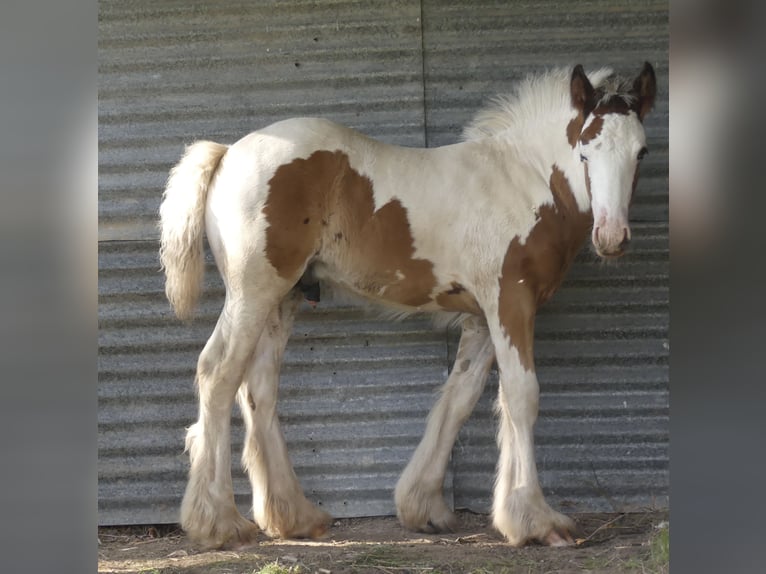 Tinkerhäst Hingst Föl (01/2024) Tobiano-skäck-alla-färger in Villers en Arthies