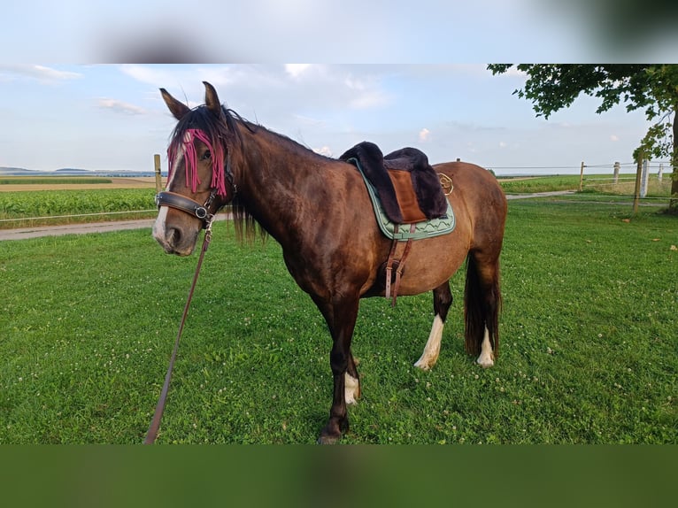 Tinkerhäst Blandning Sto 10 år 149 cm Brun in Wölfersheim