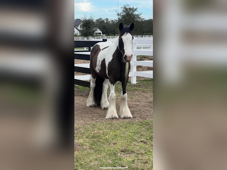Tinkerhäst Sto 12 år Tobiano-skäck-alla-färger in Chuluota, FL