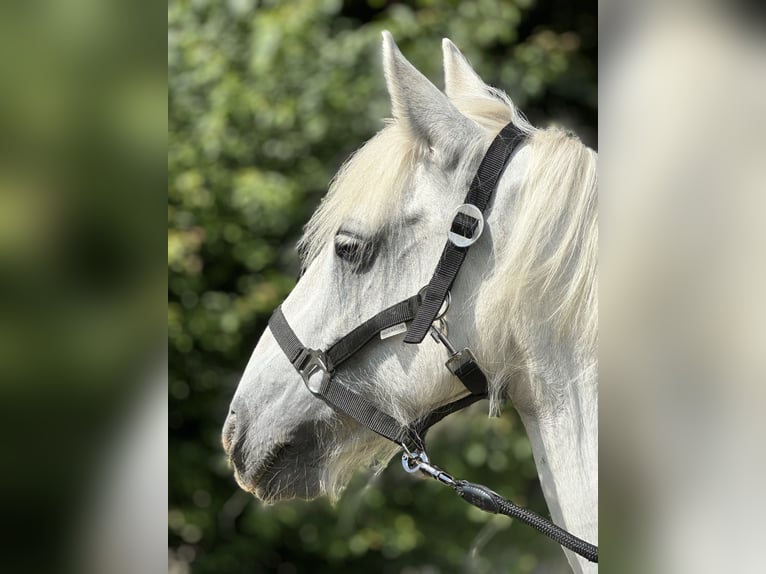 Tinkerhäst Sto 13 år 140 cm Grå in Wuppertal