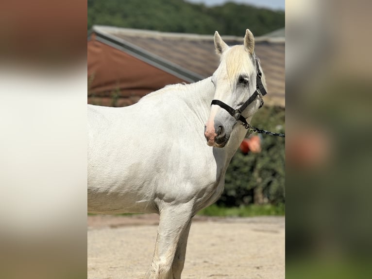 Tinkerhäst Sto 13 år 140 cm Grå in Wuppertal