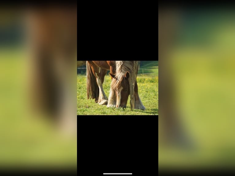 Tinkerhäst Sto 13 år 140 cm Ljusbrun in Altirdning
