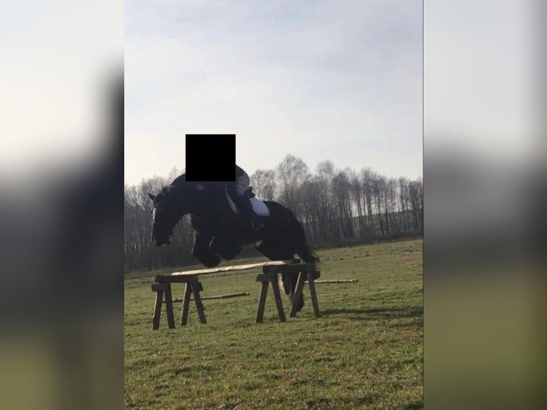 Tinkerhäst Sto 13 år 140 cm Svart in Kliny