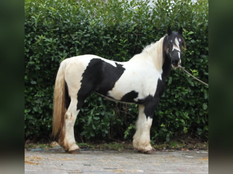 Tinkerhäst Sto 14 år 165 cm Tobiano-skäck-alla-färger in Ees