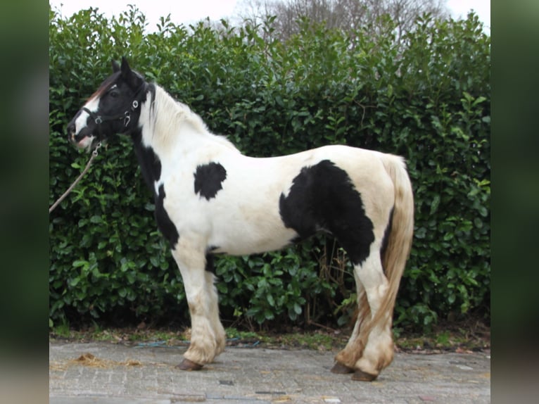 Tinkerhäst Sto 14 år 165 cm Tobiano-skäck-alla-färger in Ees