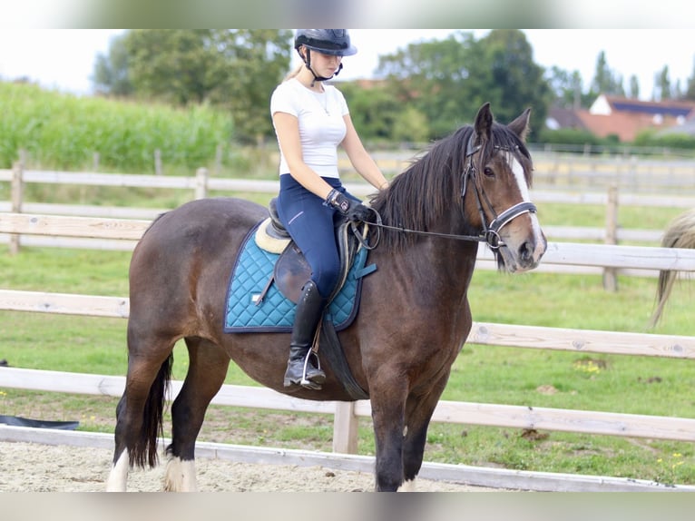 Tinkerhäst Sto 16 år 148 cm Brun in Bogaarden