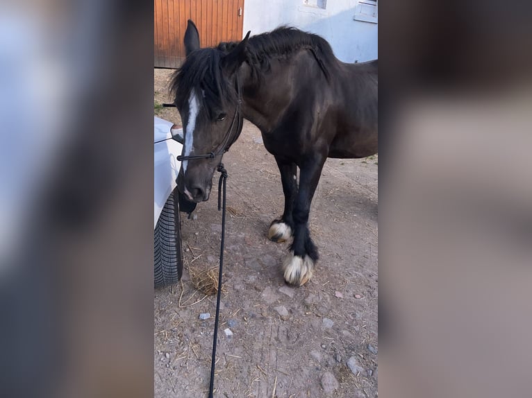 Tinkerhäst Sto 18 år 154 cm Svart in Herne