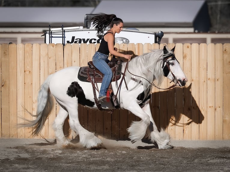 Tinkerhäst Sto 18 år 157 cm Pinto in Hamilton