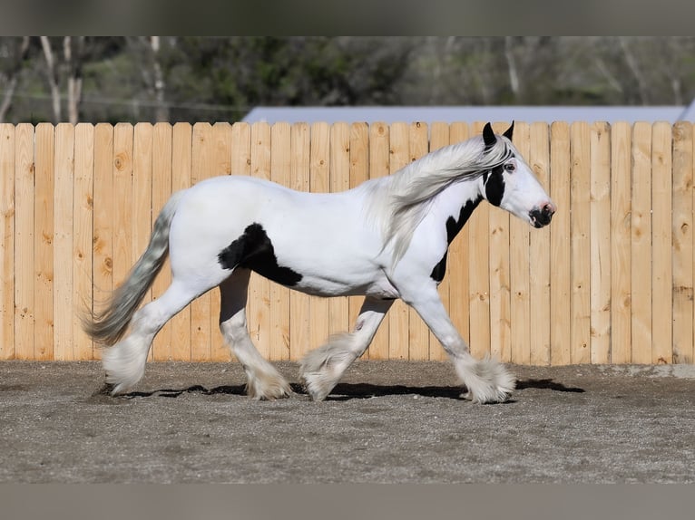 Tinkerhäst Sto 18 år 157 cm Pinto in Hamilton