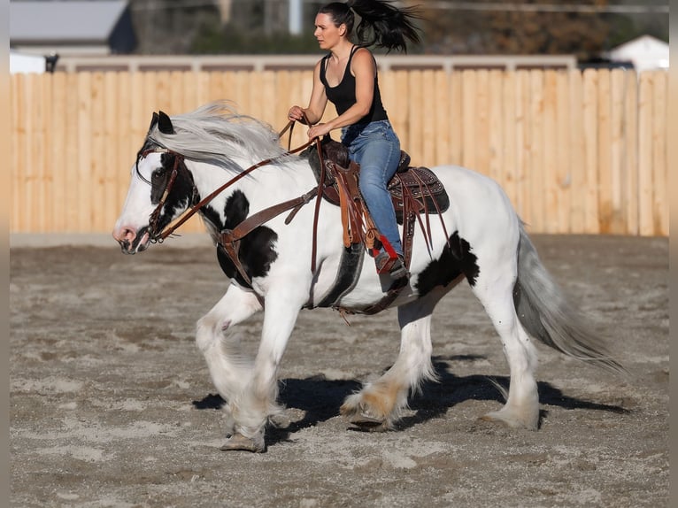 Tinkerhäst Sto 18 år 157 cm Pinto in Hamilton